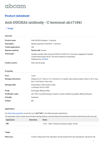Anti-DUOXA2 antibody - C-terminal ab171841 Product datasheet 1 Image Overview