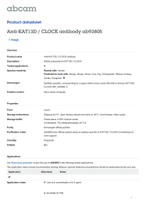 Anti-KAT13D / CLOCK antibody ab93805 Product datasheet 1 Image