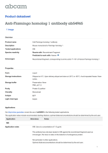 Anti-Flamingo homolog 1 antibody ab54965 Product datasheet 1 Image