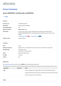 Anti-NMUR2 antibody ab50928 Product datasheet 1 Image Overview