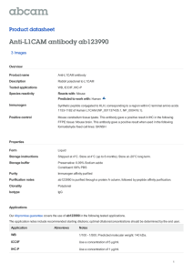 Anti-L1CAM antibody ab123990 Product datasheet 3 Images