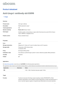 Anti-Lingo1 antibody ab103098 Product datasheet 1 Image Overview