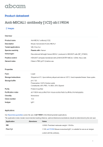 Anti-MICAL1 antibody [1C2] ab119034 Product datasheet 2 Images Overview