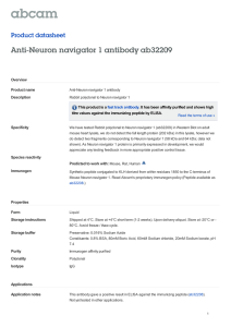 Anti-Neuron navigator 1 antibody ab32209 Product datasheet