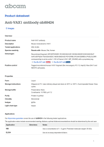 Anti-VAX1 antibody ab88424 Product datasheet 5 Images Overview