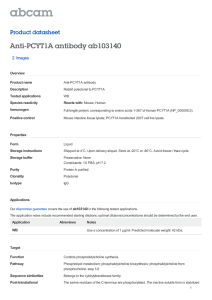 Anti-PCYT1A antibody ab103140 Product datasheet 2 Images Overview