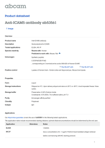 Anti-ICAM5 antibody ab53561 Product datasheet 1 Image