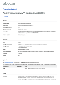 Anti-Synaptotagmin VI antibody ab116004 Product datasheet 1 Image Overview