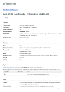 Anti-CHN 1 antibody - N-terminal ab156439 Product datasheet 1 Image Overview