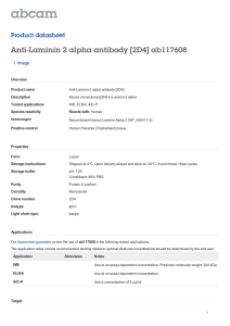 Anti-Laminin 2 alpha antibody [2D4] ab117608 Product datasheet 1 Image Overview