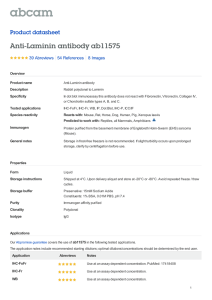 Anti-Laminin antibody ab11575 Product datasheet 39 Abreviews 8 Images