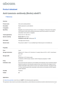 Anti-Laminin antibody (Biotin) ab6571 Product datasheet 1 References Overview