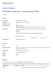 Anti-MID2 antibody - C-terminal ab179763 Product datasheet 1 Image