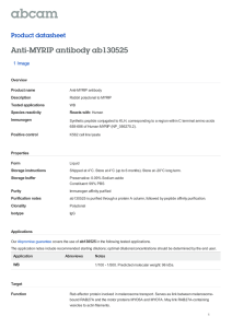 Anti-MYRIP antibody ab130525 Product datasheet 1 Image Overview