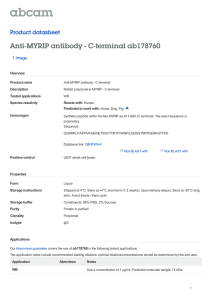 Anti-MYRIP antibody - C-terminal ab178760 Product datasheet 1 Image