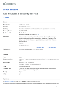 Anti-Neurexin 1 antibody ab77596 Product datasheet 2 Images Overview