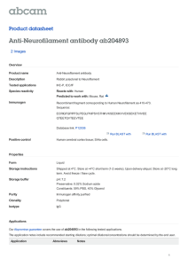 Anti-Neurofilament antibody ab204893 Product datasheet 2 Images