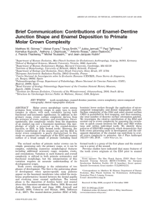 Brief Communication: Contributions of Enamel-Dentine Molar Crown Complexity