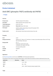 Anti-SHC (phospho Y427) antibody ab194782 Product datasheet 3 Images Overview