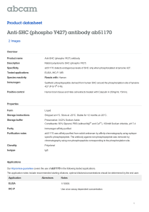 Anti-SHC (phospho Y427) antibody ab51170 Product datasheet 2 Images Overview