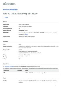 Anti-PCTAIRE2 antibody ab184010 Product datasheet 1 Image Overview