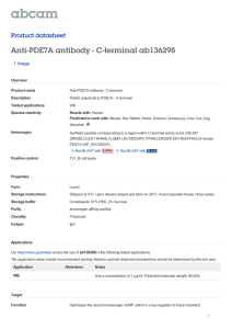 Anti-PDE7A antibody - C-terminal ab136298 Product datasheet 1 Image