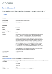 Recombinant Human Dystrophin protein ab114197 Product datasheet 1 Image Overview