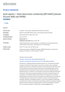 Anti-alpha + beta Synuclein antibody [EP1646Y] (Alexa