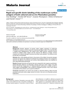 Malaria Journal Rapid and specific biotin labelling of the erythrocyte surface