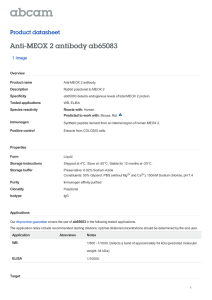Anti-MEOX 2 antibody ab65083 Product datasheet 1 Image Overview