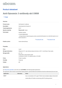 Anti-Dynamin 3 antibody ab110858 Product datasheet 1 Image Overview