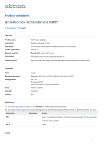 Anti-Piccolo antibody ab110427 Product datasheet 1 Abreviews 2 Images