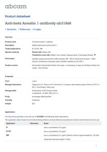 Anti-beta Arrestin 1 antibody ab31868 Product datasheet 1 Abreviews 4 Images