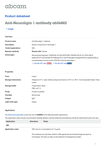 Anti-Neuroligin 1 antibody ab56882 Product datasheet 1 Image Overview
