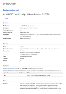 Anti-DISC1 antibody - N-terminal ab137688 Product datasheet 1 Image Overview