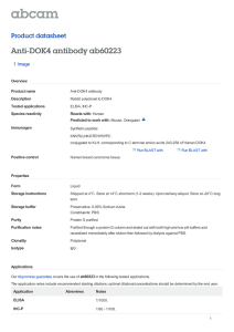 Anti-DOK4 antibody ab60223 Product datasheet 1 Image
