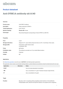Anti-DYRK1A antibody ab16140 Product datasheet Overview Product name