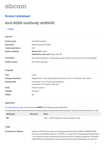 Anti-SGSH antibody ab96030 Product datasheet 1 Image