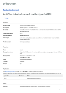 Anti-Tau tubulin kinase 2 antibody ab140202 Product datasheet 1 Image Overview