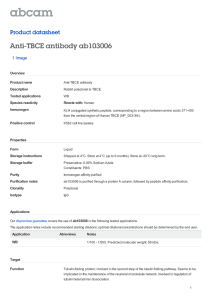 Anti-TBCE antibody ab103006 Product datasheet 1 Image Overview