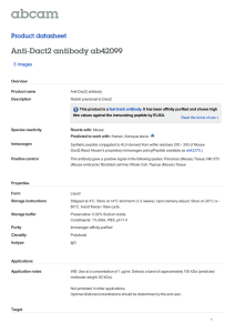 Anti-Dact2 antibody ab42099 Product datasheet 3 Images