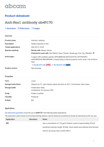 Anti-Hes1 antibody ab49170 Product datasheet 1 Abreviews 7 Images