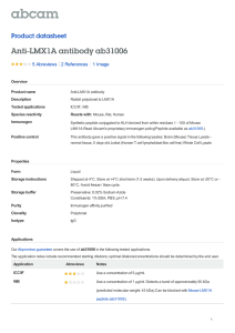 Anti-LMX1A antibody ab31006 Product datasheet 5 Abreviews 1 Image