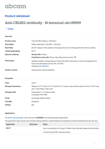 Anti-CELSR2 antibody - N-terminal ab189009 Product datasheet 1 Image Overview