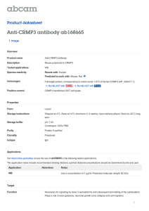Anti-CRMP3 antibody ab168665 Product datasheet 1 Image