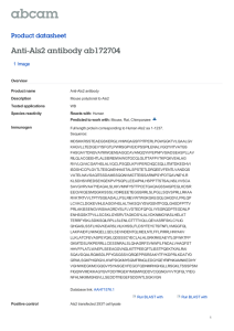 Anti-Als2 antibody ab172704 Product datasheet 1 Image