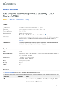 Anti-Iroquois homeobox protein 3 antibody - ChIP Grade ab25703