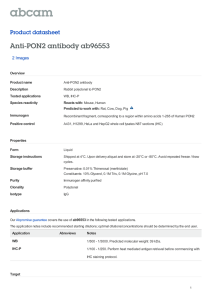 Anti-PON2 antibody ab96553 Product datasheet 2 Images