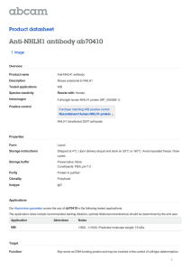 Anti-NHLH1 antibody ab70410 Product datasheet 1 Image