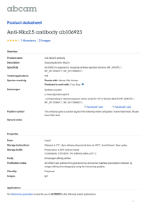 Anti-Nkx2.5 antibody ab106923 Product datasheet 1 Abreviews 2 Images